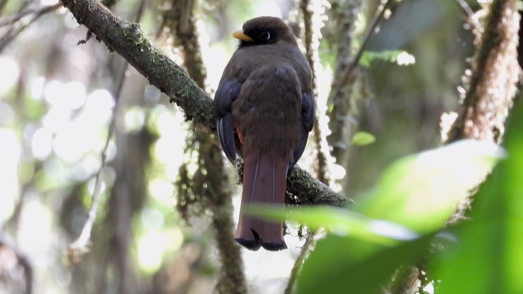 Trogon, Masked (Cerro Montezuma, Colombia)