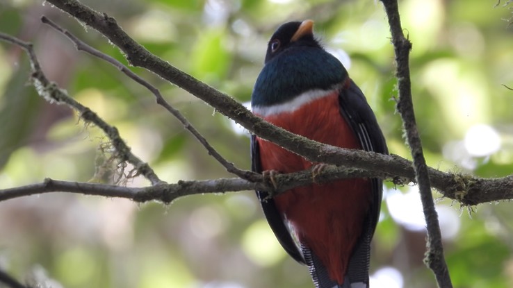 Trogon, Masked (Cerro Montezuma, Colombia) 2