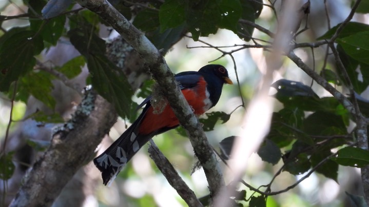 Trogon, Masked (Colombia) 1