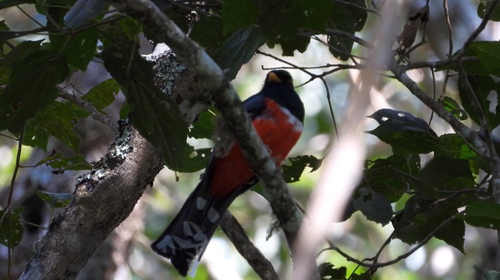 Trogon, Masked (Colombia) 2