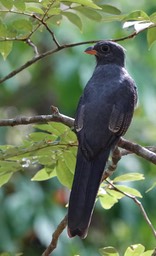 Trogon, Slaty-tailed  Trogon massena1