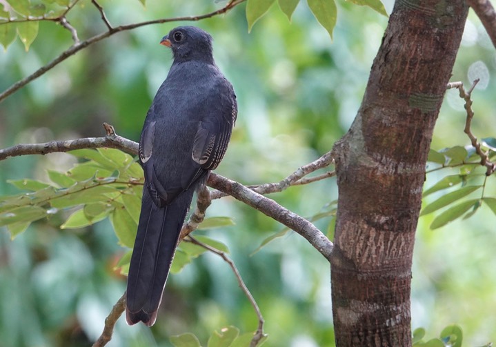 Trogon, Slaty-tailed  Trogon massena