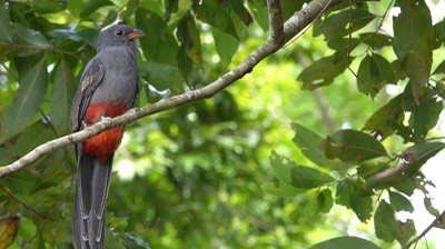 Trogon, Slaty-tailed (Belize 2021) a