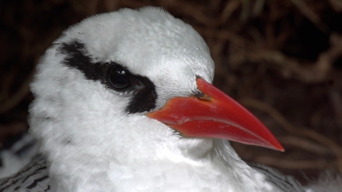 Tropicbird, Red-billed 1