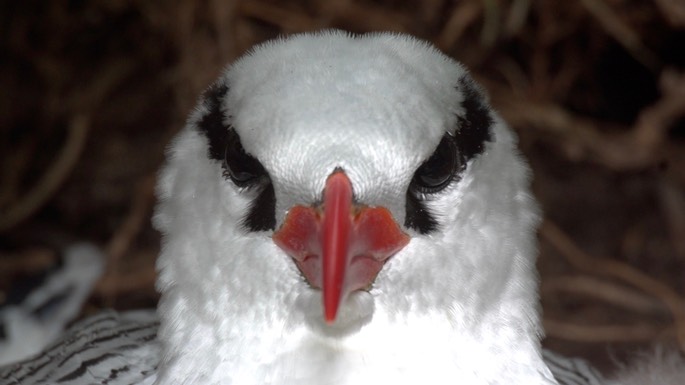 Tropicbird, Red-billed 2