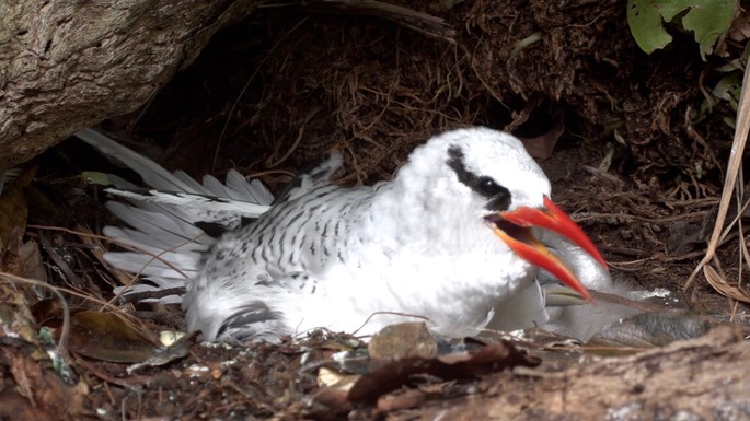 Tropicbird, Red-billed