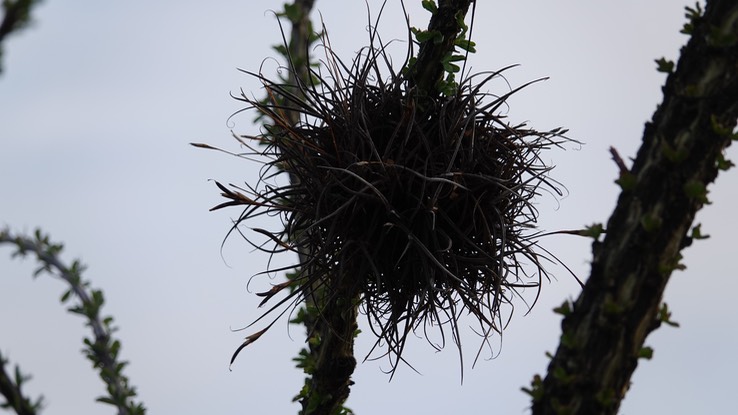 Ttillandsia recurvata, Ball-Moss, Baja California