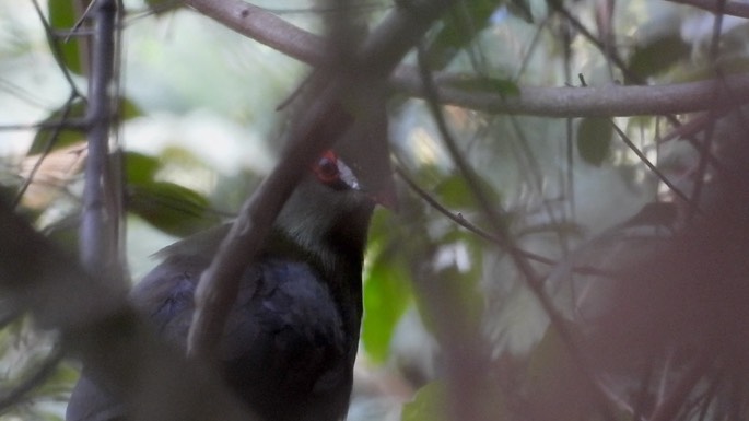 Turaco, Green 2