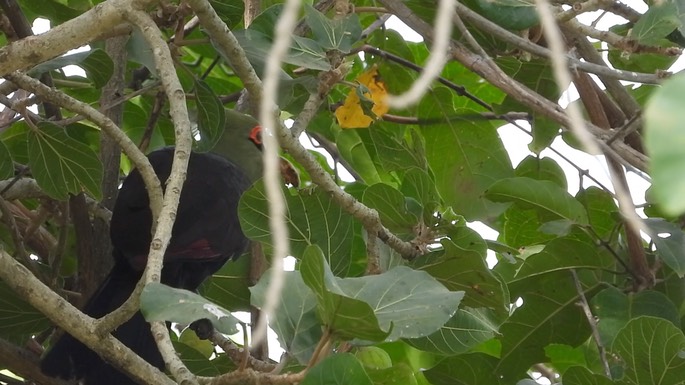 Turaco, Green