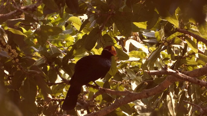 Turaco, Violet - Senegal 1