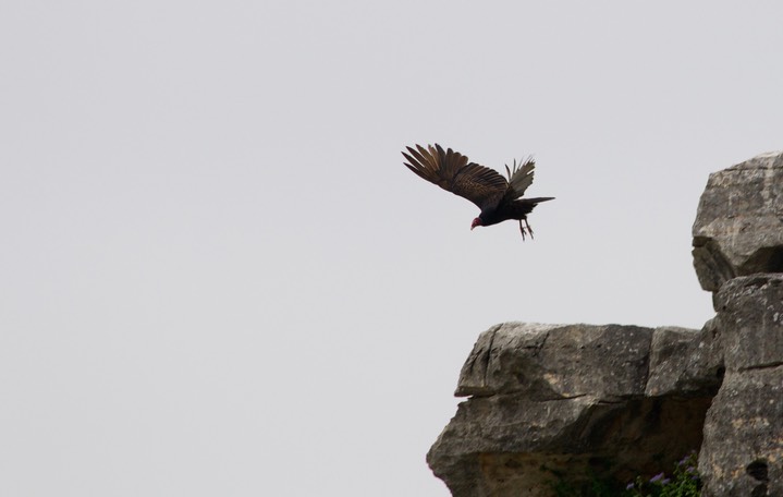 Turkey Vulture Fate Bell Shelter, Seminole Canyon State Park, Texas