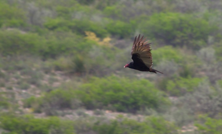 Turkey Vulture Fate Bell Shelter, Seminole Canyon State Park, Texas2