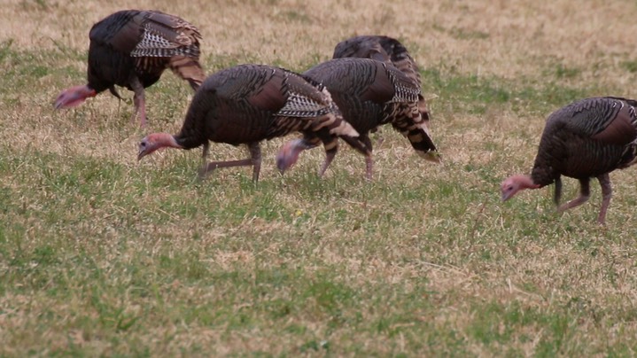 Turkey, Wild (Oregon) 1