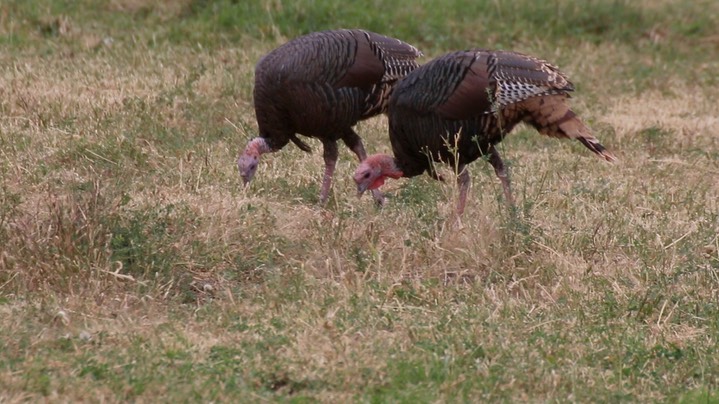 Turkey, Wild (Oregon) 2