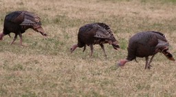 Turkey, Wild (Oregon)