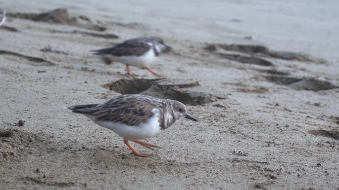 Turnstone, Ruddy 1