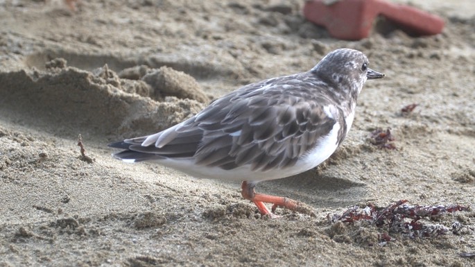 Turnstone, Ruddy 2