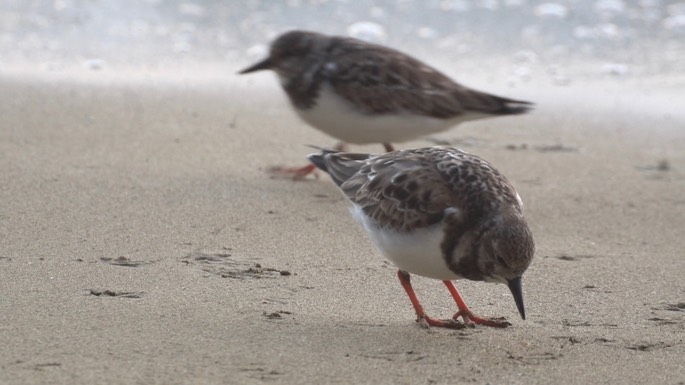 Turnstone, Ruddy 3