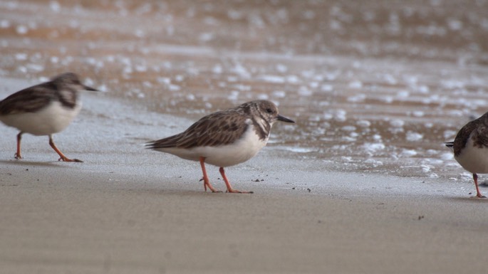 Turnstone, Ruddy 4