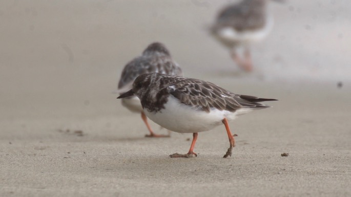 Turnstone, Ruddy 5