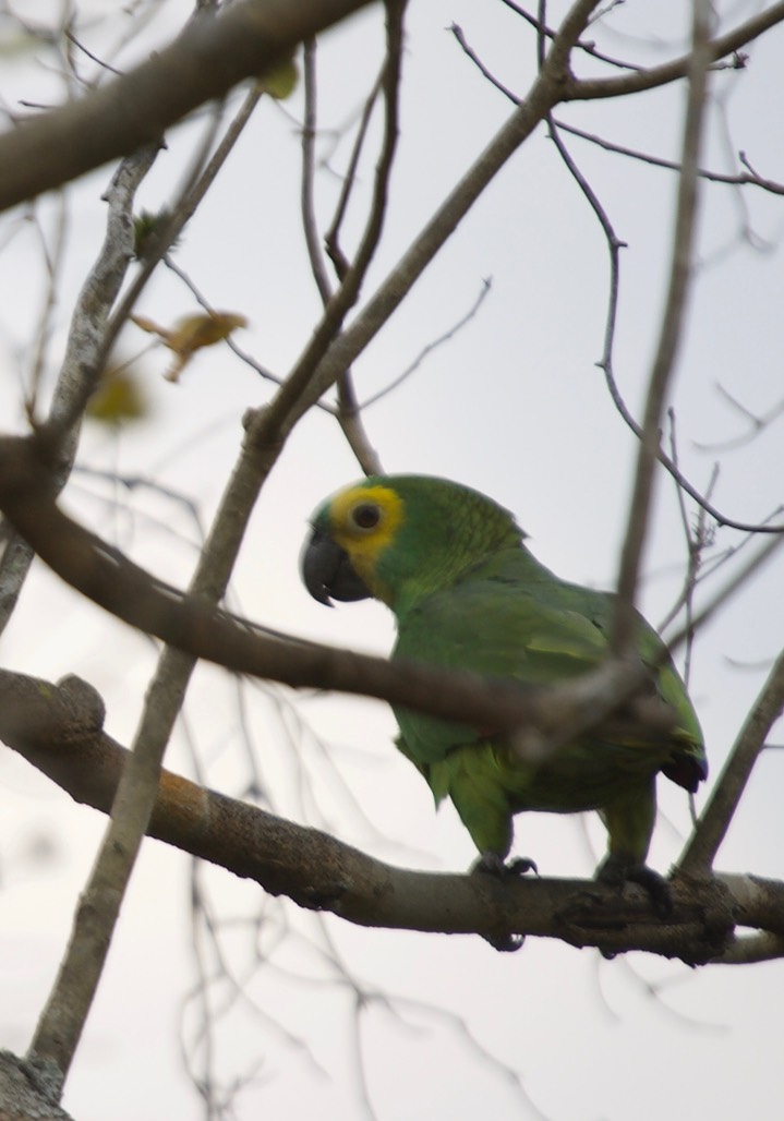 Turquoise-fronted Amazon, Amazona aestiva1