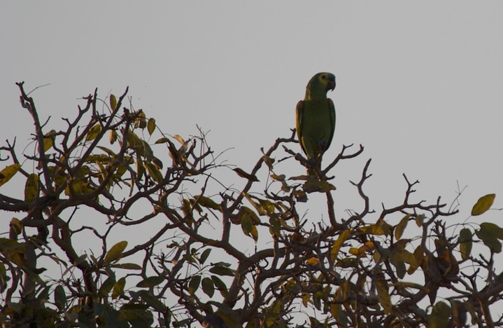 Turquoise-fronted Amazon, Amazona aestiva1