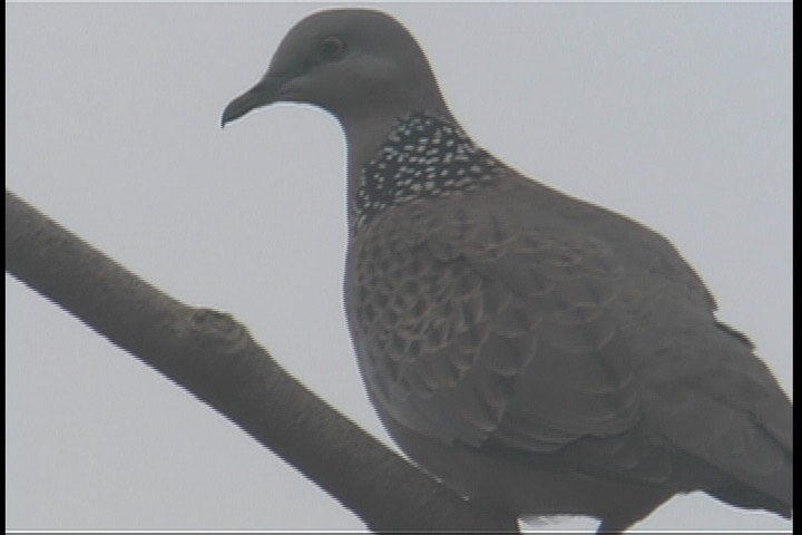 Turtle-Dove, Spotted 1