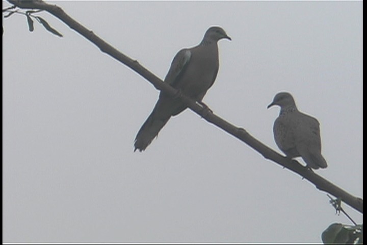 Turtle-Dove, Spotted 2