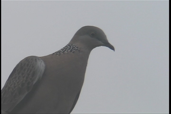 Turtle-Dove, Spotted 3