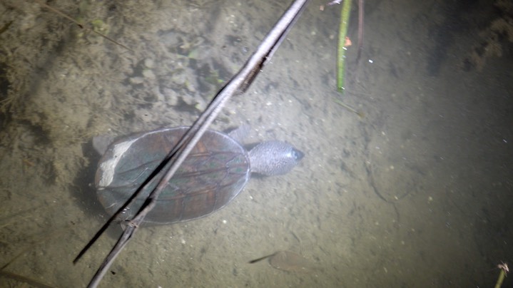 Turtle, Northern Giant Musk (Belize 2021) a