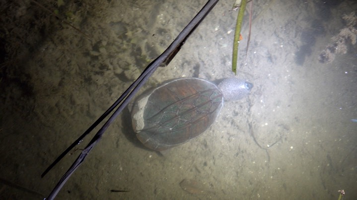 Turtle, Northern Giant Musk (Belize 2021) b