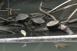 Turtle (Panama)2