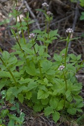 Valeriana sitchensis, Mountain Heliotrope2