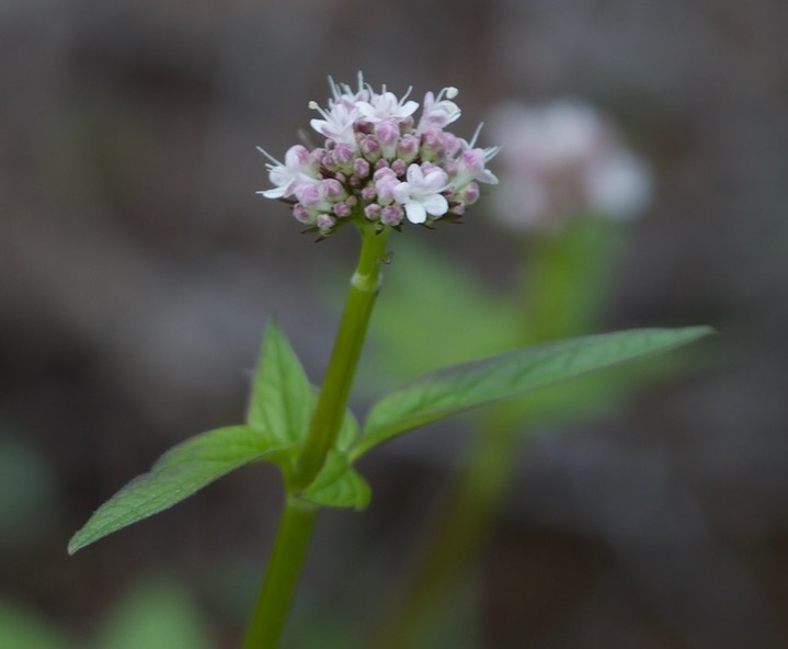 Valeriana sitchensis, Mountain Heliotrope