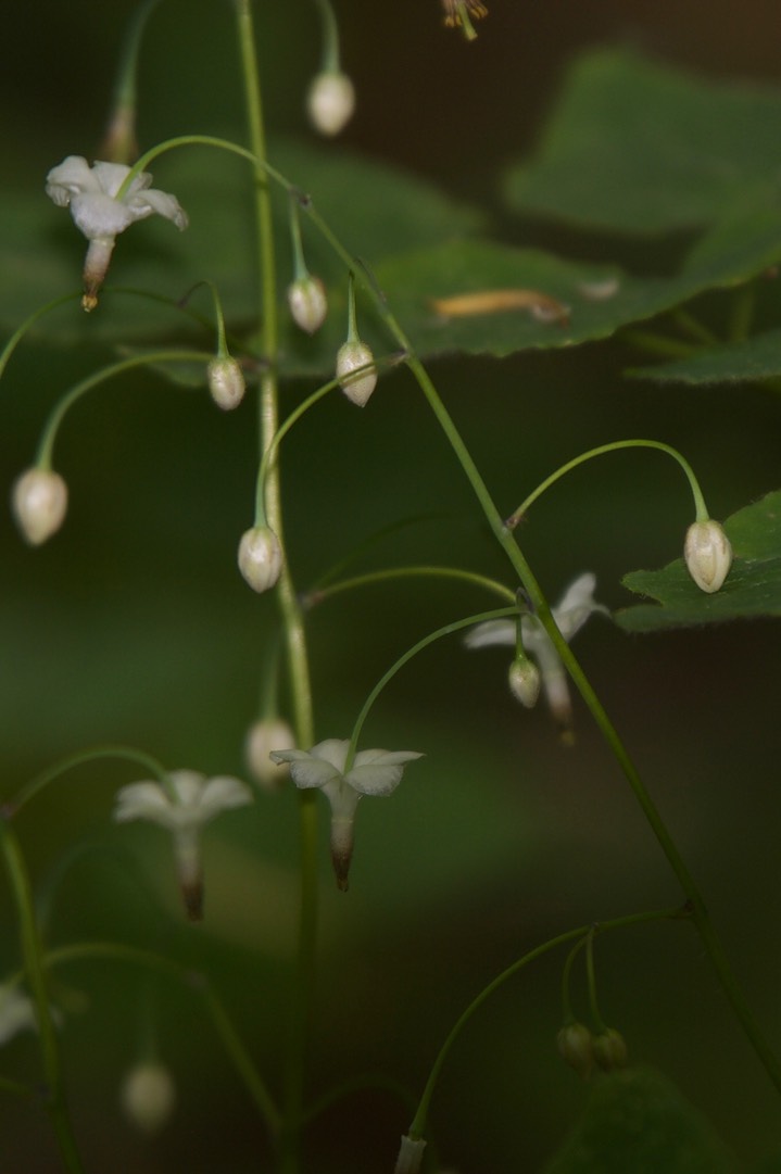 Vancouveria hexandra, Inside-out Flower5