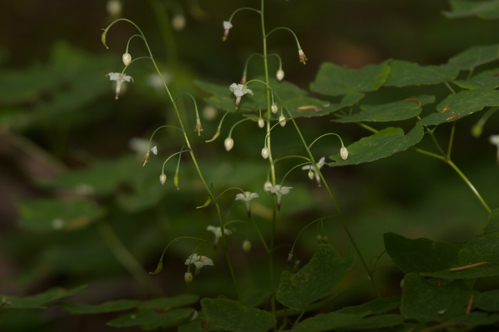 Vancouveria hexandra, Inside-out Flower4