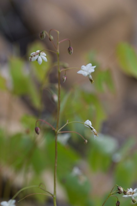 Vancouveria hexandra, Inside-out Flower