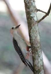 Velasquez's woodpecker (Melanerpes santacruzi2