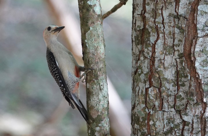 Velasquez's woodpecker (Melanerpes santacruzi