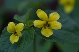 Viola glabella  Smooth Yellow Violet  Columbia Gorge, Oregon, USA2