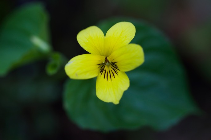 Viola glabella  Smooth Yellow Violet  Columbia Gorge, Oregon, USA1