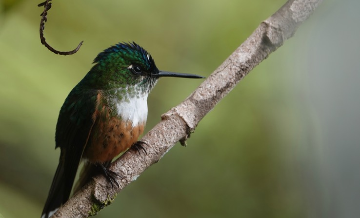 Violet-tailed Sylph g1