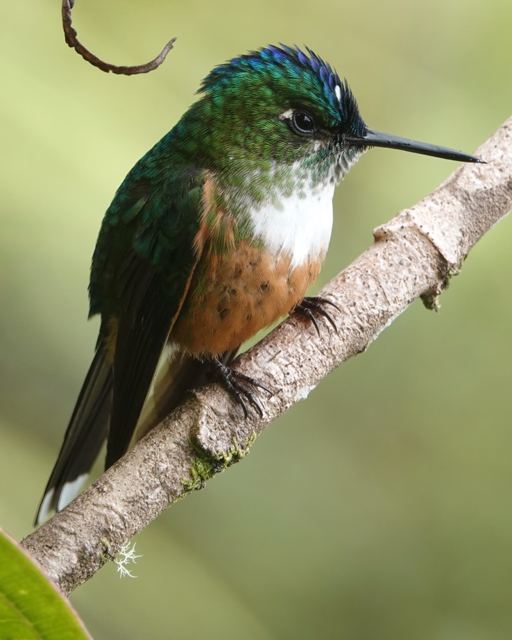 Violet-tailed Sylph g2