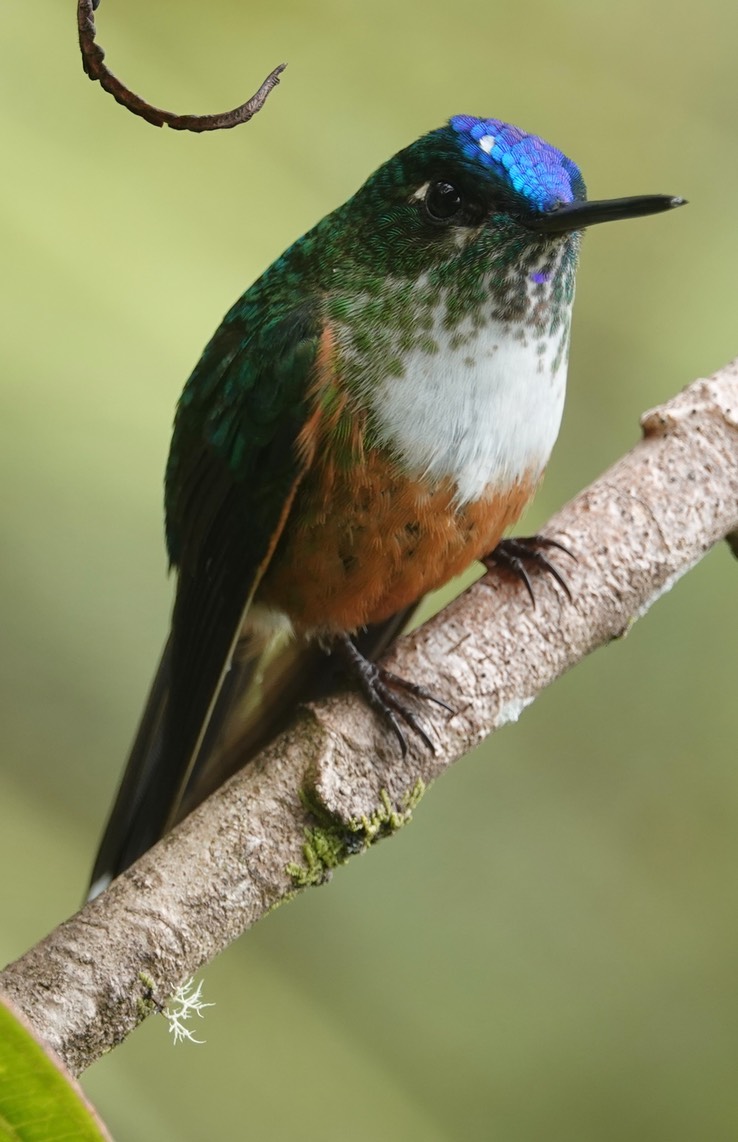 Violet-tailed Sylph g3