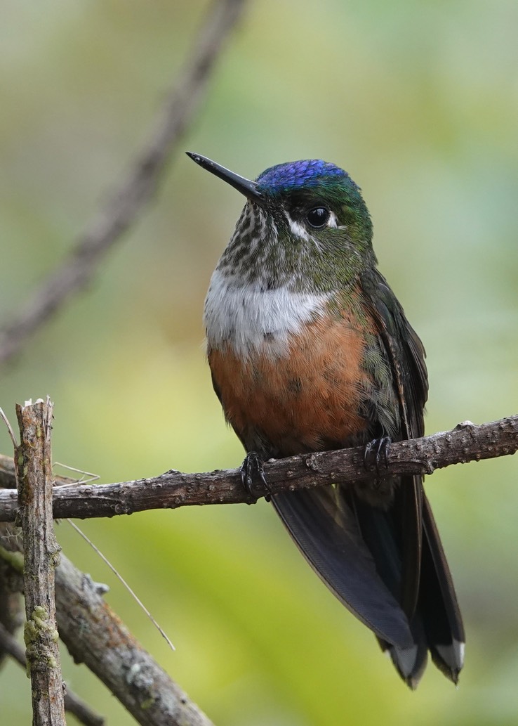 Violet-tailed Sylph h1