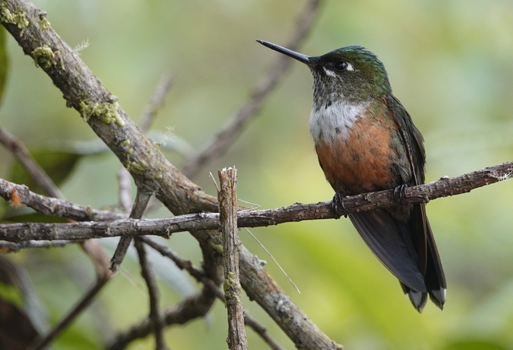 Violet-tailed Sylph h2