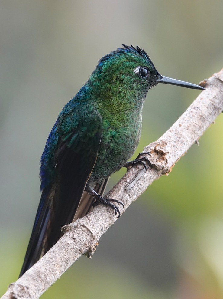 Violet-tailed Sylph h3