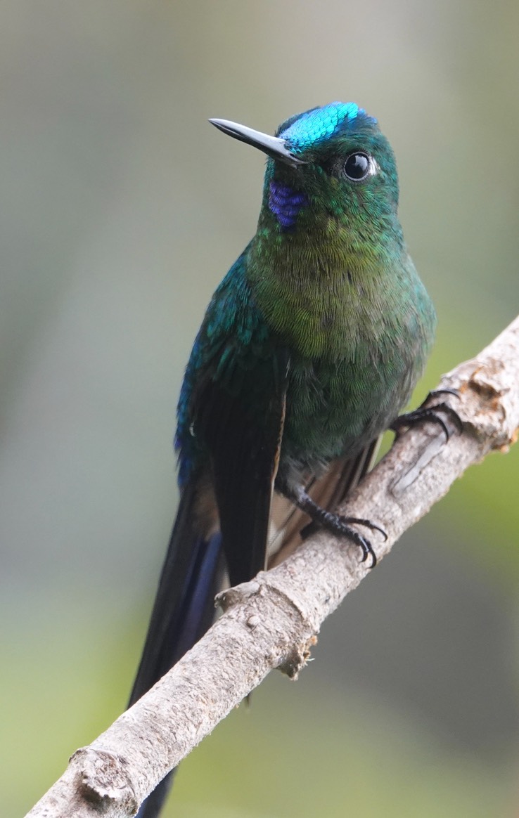 Violet-tailed Sylph h4