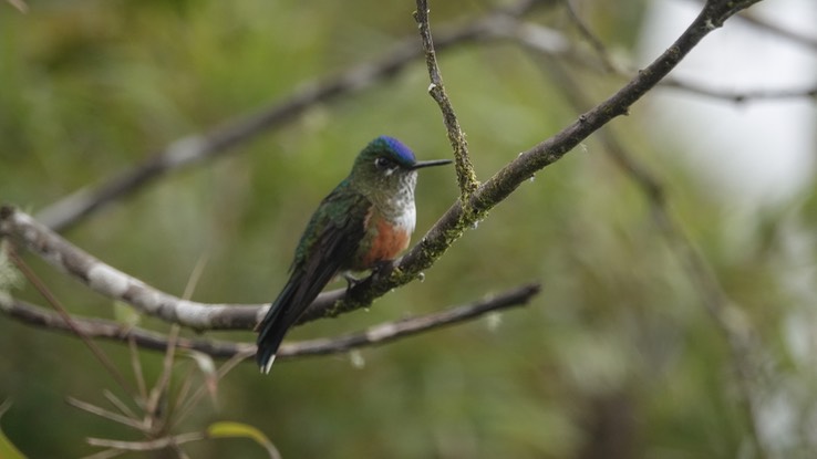 Violet-tailed Sylph1