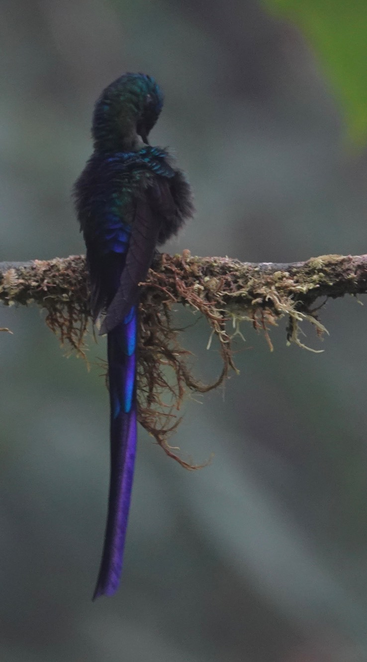 Violet-tailed Sylph2